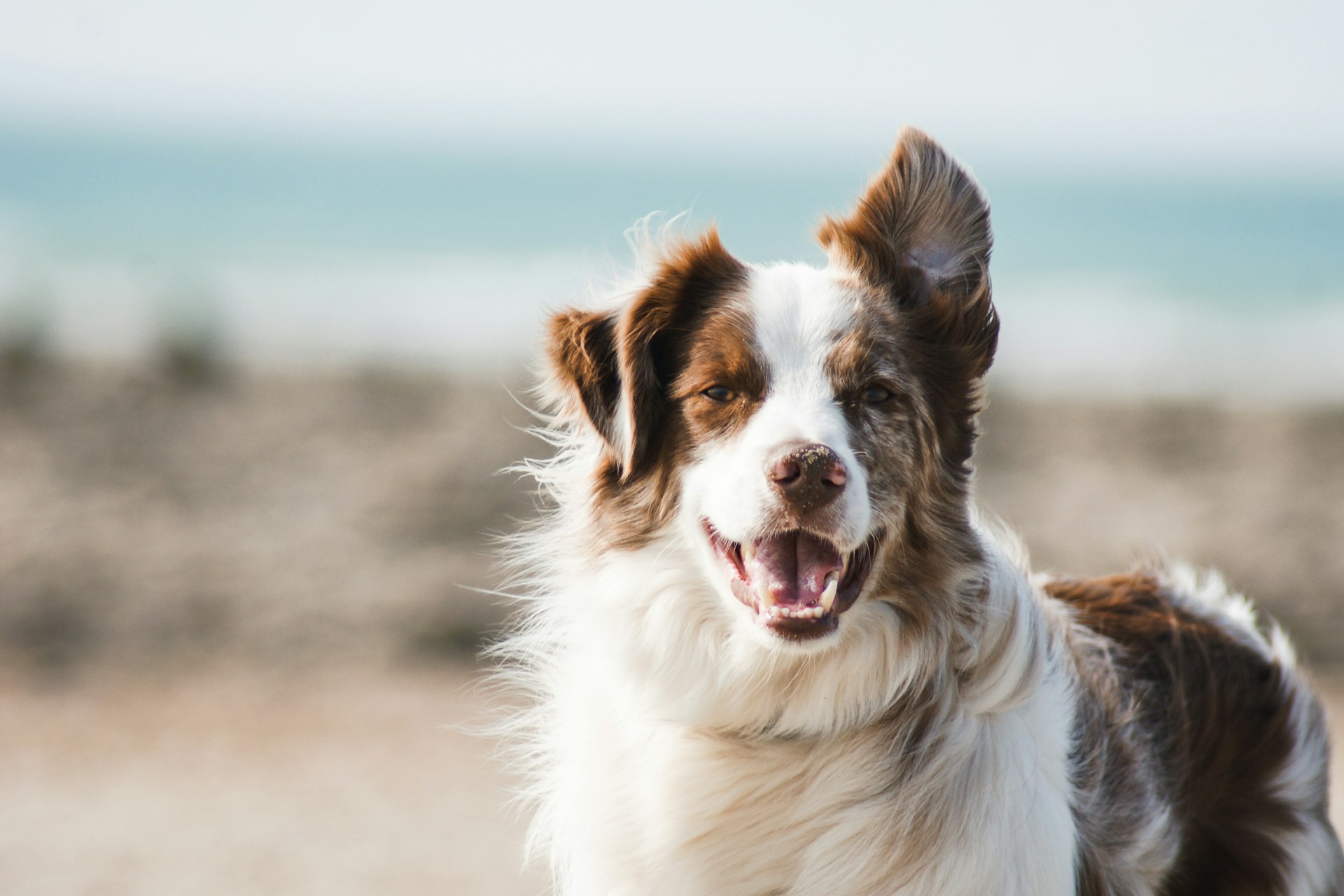 Happy dog on a walk outdoors